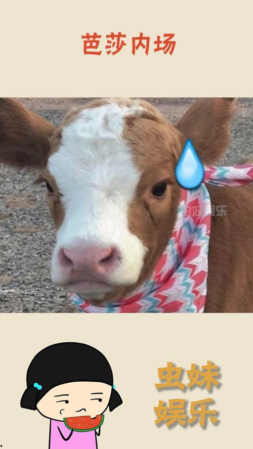 娱乐吃瓜酱抖音相机,娱乐吃瓜酱带你轻松拍出趣味短视频